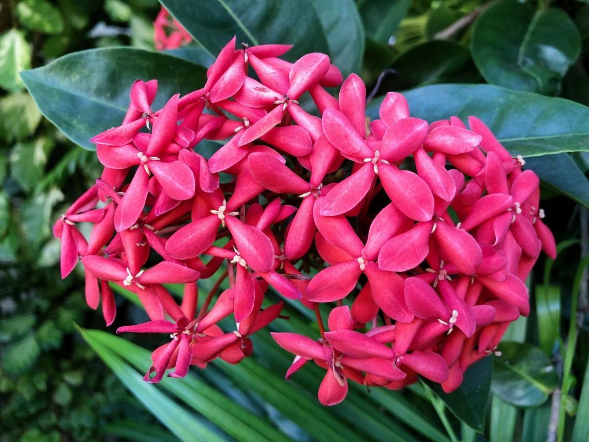 Bougainville - Hotel Pousada-Zen Salvador Eksteriør bilde